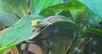 Phelsuma Klemmeri Neon, Overige soorten, Tam, 0 tot 2 jaar