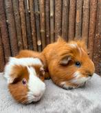 Cavia castraat en zeugje Fido & Cherry, Dieren en Toebehoren, Knaagdieren, Cavia, Februari, Meerdere dieren, Tam