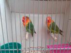 te koop 1 fischeri, Dieren en Toebehoren, Geslacht onbekend, Dwergpapegaai of Agapornis