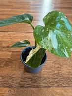 Mooie Monstera Thai Constellation plant 3, Huis en Inrichting, Kamerplanten, Ophalen of Verzenden, Halfschaduw, Minder dan 100 cm