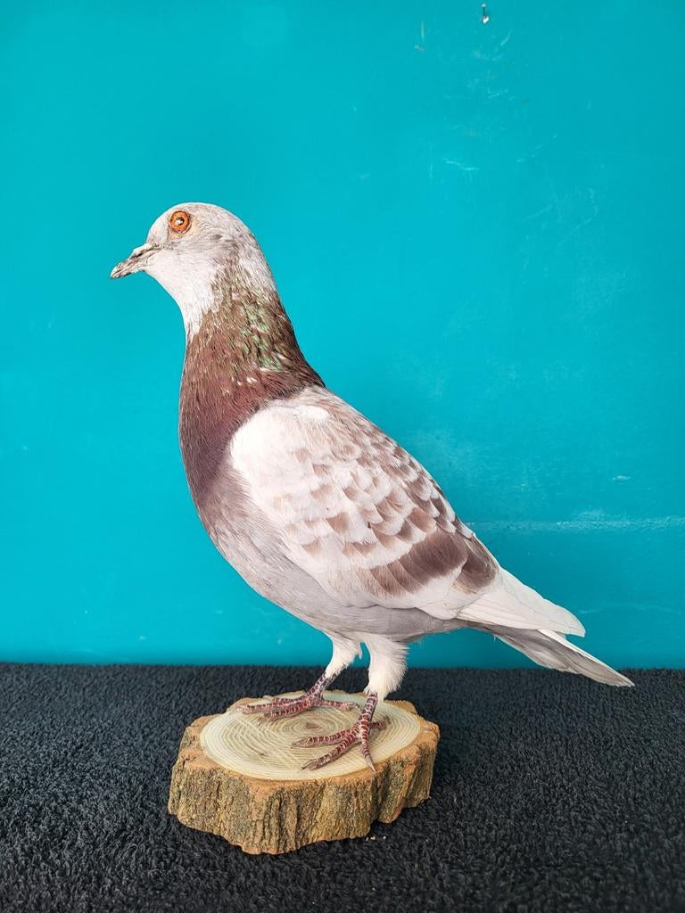 Een prachtige opgezette duif!Nr 5, Ophalen of Verzenden, Nieuw, Vogel, Opgezet dier