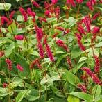 Persicaria (duizendknoop) stekjes, Tuin en Terras, Ophalen, Overige soorten, Volle zon