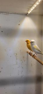 Mooi koppel kanaries, Dieren en Toebehoren, Vogels | Kanaries, Meerdere dieren, Kleurkanarie