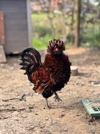 Padua haantjes, Mannelijk, Kip