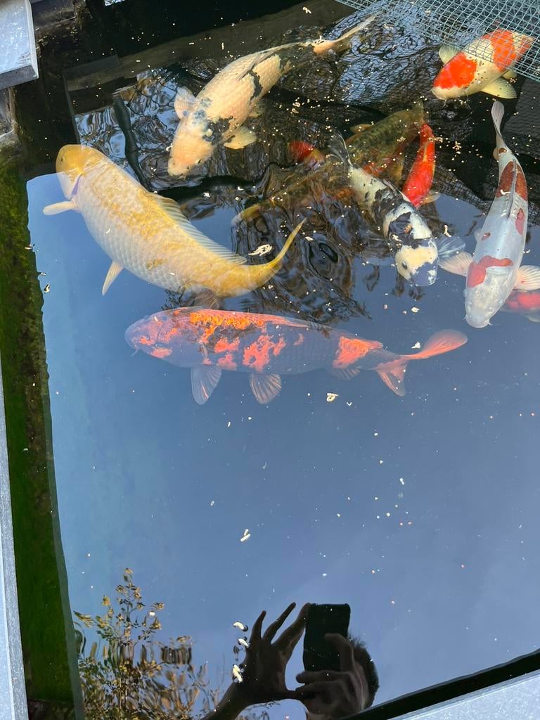 Hi utsuru metellic tekoop, Karper of Koi