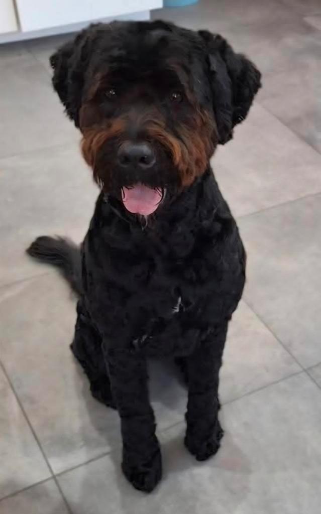 Super lieve hond zoekt nieuwe baas met vrijstaande woning, Dieren en Toebehoren, Honden | Niet-rashonden, Groot, Teef, Particulier