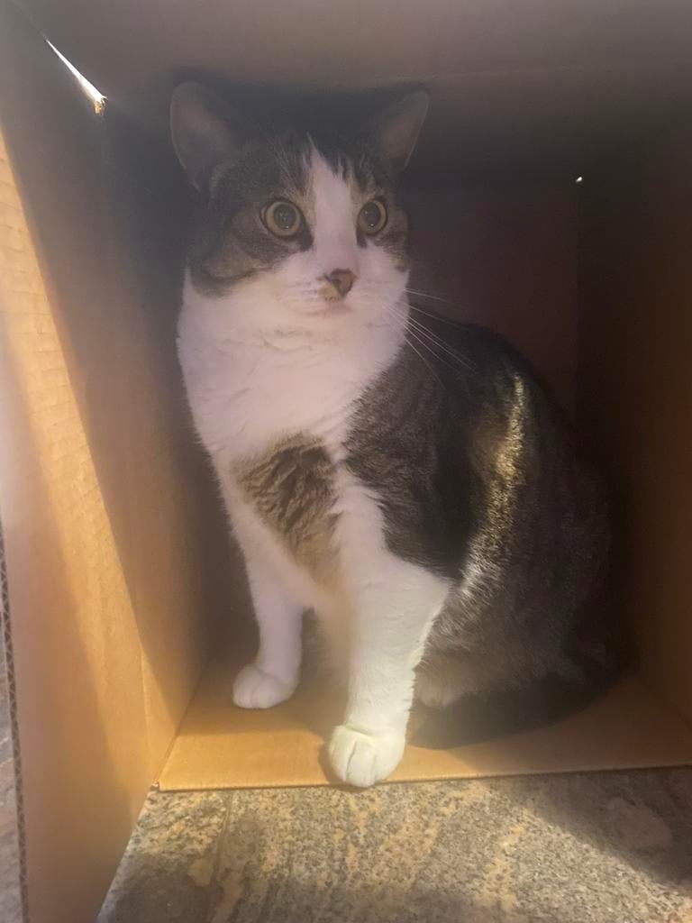 2 lieve poezen, Dieren en Toebehoren, Katten en Kittens | Raskatten | Langhaar, Meerdere dieren, Gechipt, 3 tot 5 jaar