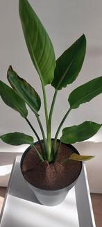 Strelitzia Reginae - Paradijsvogelbloem, Tuin en Terras, Planten | Tuinplanten, Volle zon, Vaste plant, Zomer, Ophalen