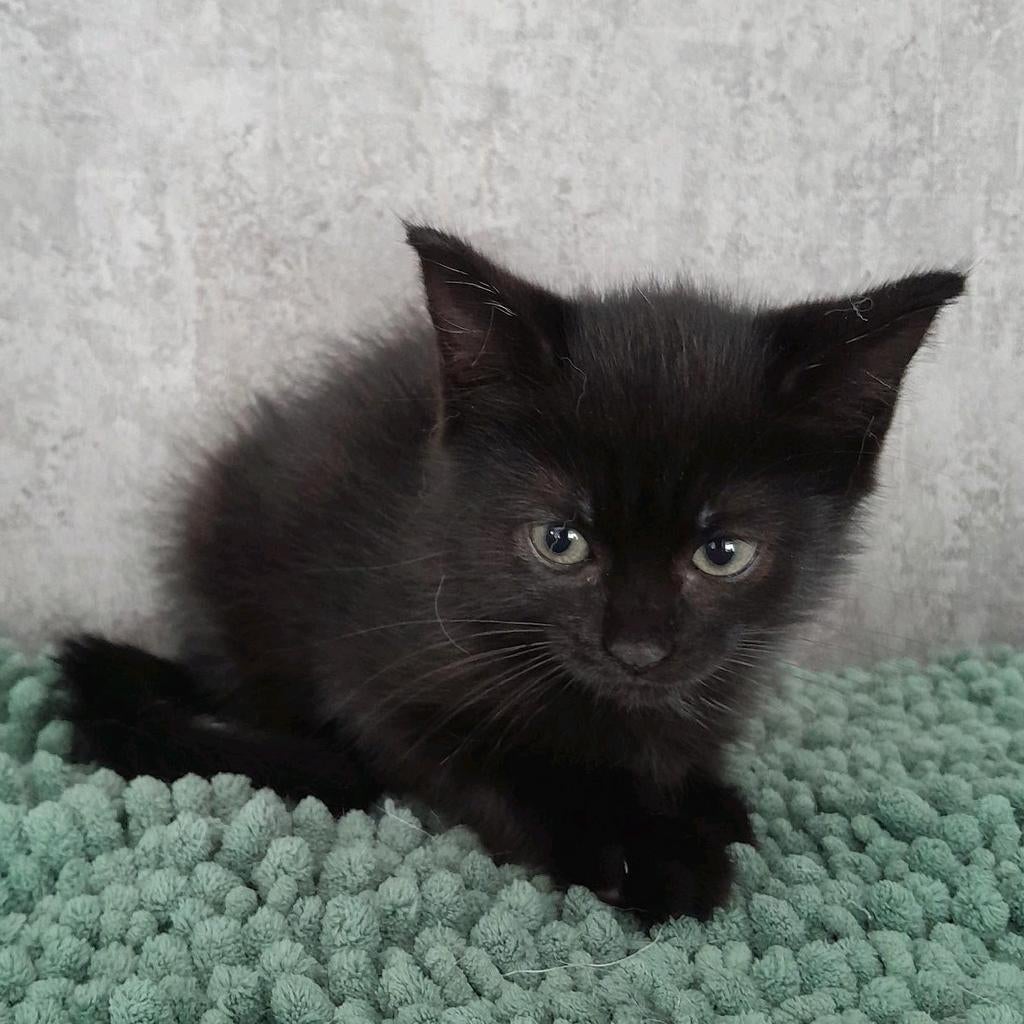 Jonge kitten... Poesje... enting... gezondheidscheck... etc, Dieren en Toebehoren, Poes, 0 tot 2 jaar