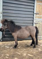 2 mooie MINI shetlanders te koop, Dieren en Toebehoren, Merrie