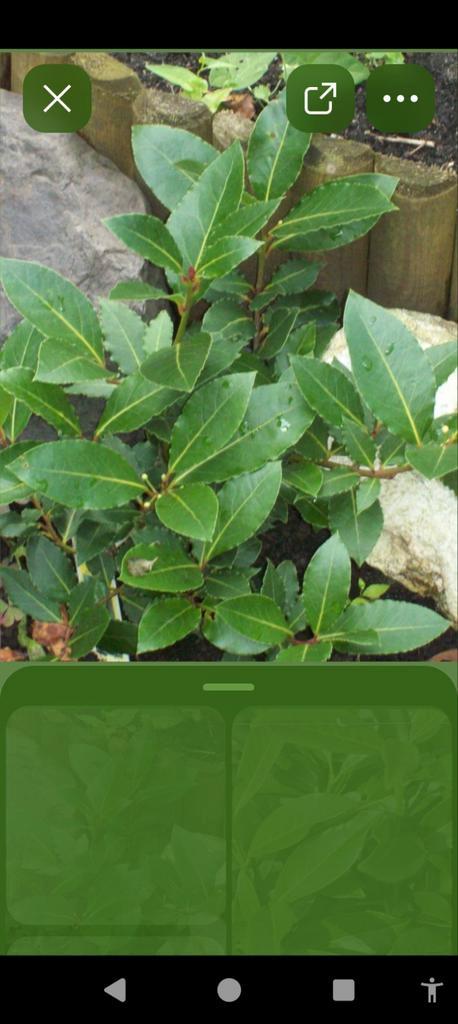 Gratis biologische laurierblad, Diversen, Levensmiddelen, Ophalen