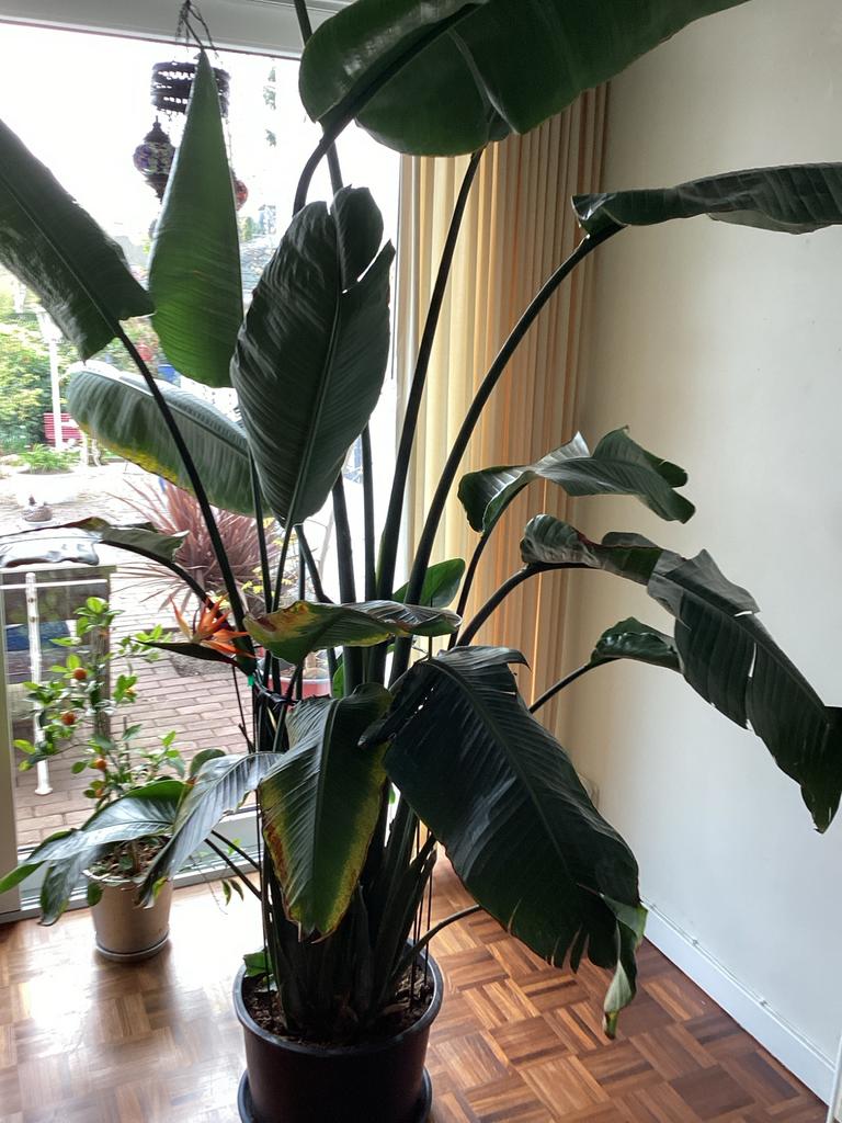 Strelitzia grandiosi, 200 cm of meer, Overige soorten, Ophalen of Verzenden, In pot