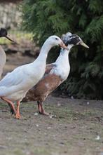 Indische loopeenden broedeieren met kans op kuif, Dieren en Toebehoren, Geslacht onbekend, Eend