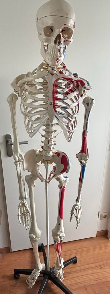 Menselijk anatomie skelet, Lichamelijke therapie