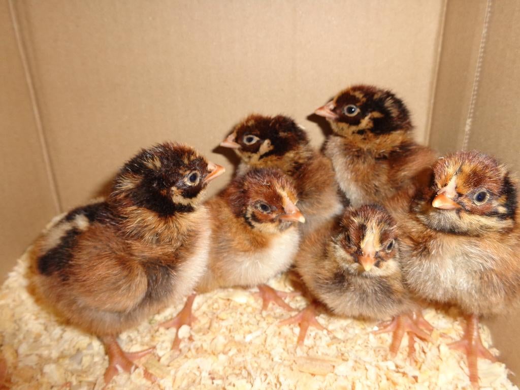 kuikens barnevelder dubbelgezoomd hennen, Dieren en Toebehoren, Pluimvee, Kip, Vrouwelijk