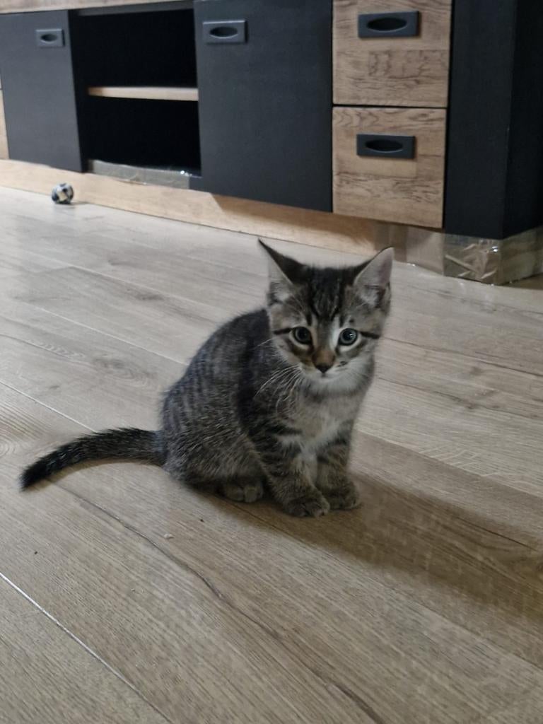 Hele mooie en lieve kittens..ze zijn gereserveerd, Meerdere dieren