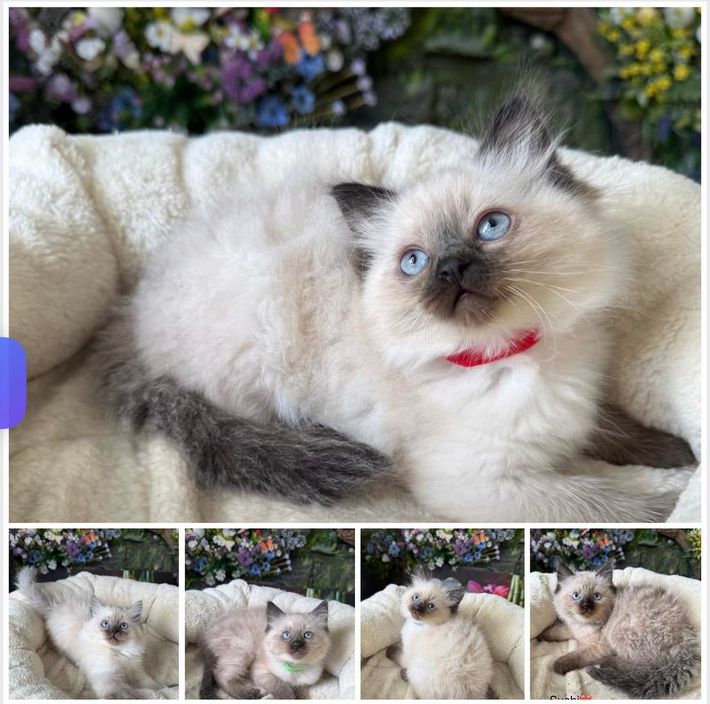 Ragdoll kittens, Super mooi & Lief en aanhankelijk, Meerdere dieren, Ontwormd, 0 tot 2 jaar