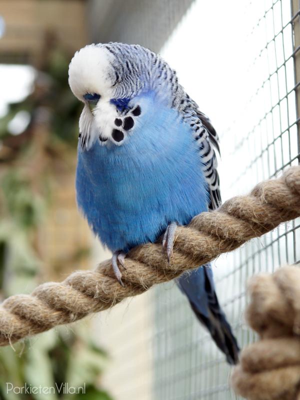 Gezocht Jonge Kobalt blauw / Violet Engelse grasparkiet, Dieren en Toebehoren, Mannelijk, Parkiet, Tam