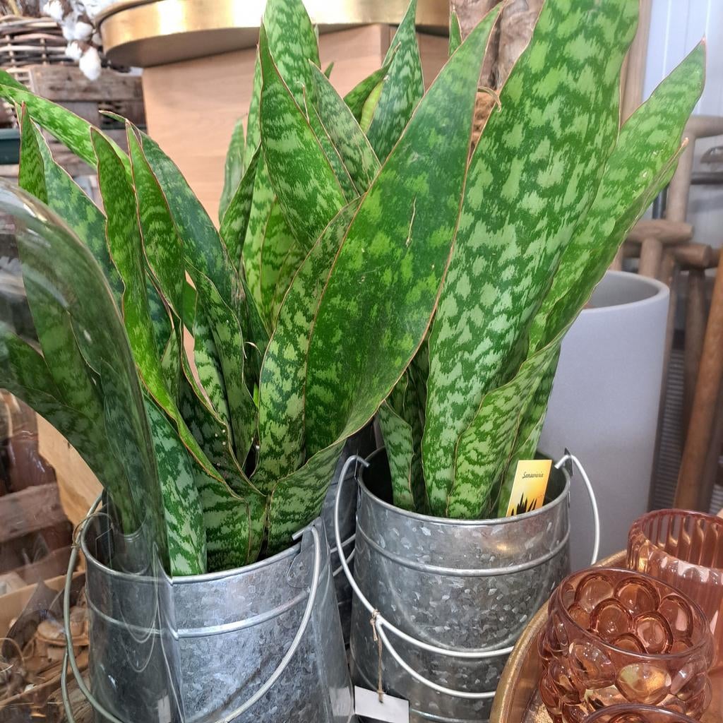 Sanseveria  planten, Verzenden, Halfschaduw, Minder dan 100 cm