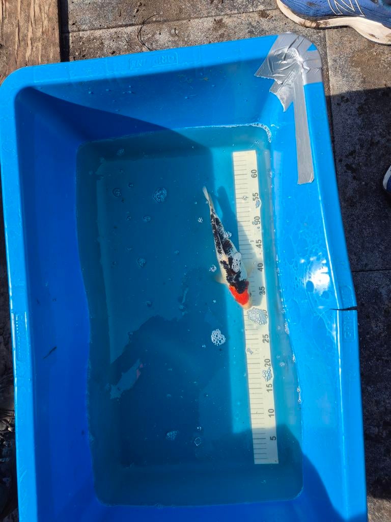 Showa koi, Dieren en Toebehoren, Vissen | Vijvervissen, Karper of Koi