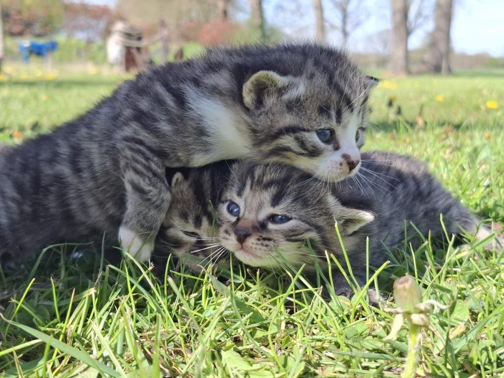 Boerderij Kittens, Dieren en Toebehoren, Meerdere dieren, Ontwormd