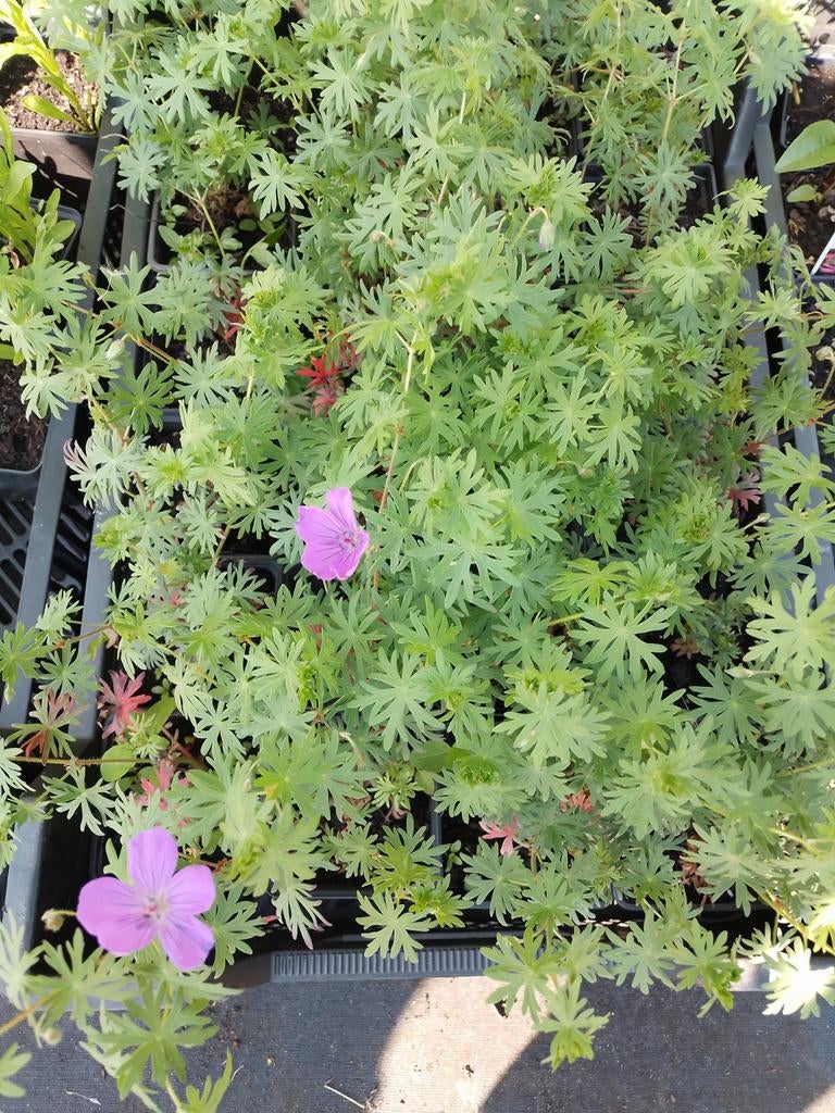 Geranium fijnbladig, Volle zon, Vaste plant, Zomer, Ophalen