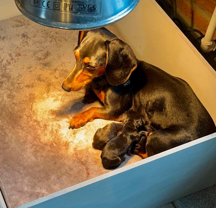 Teckel Pups Kaninchen, Dieren en Toebehoren, Honden | Teckels en Dashonden, Meerdere dieren, Korthaar, Kaninchen, Particulier