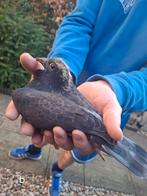 2 prachtige jonge duiven, Meerdere dieren, Postduif