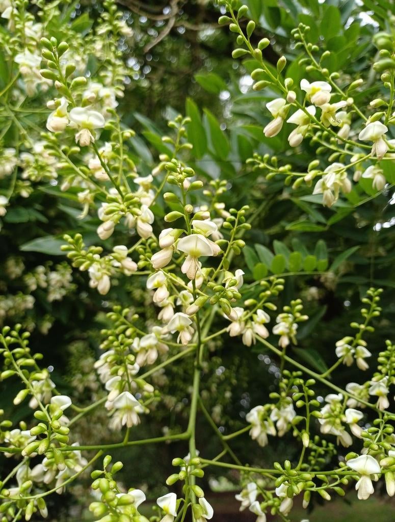 Honingboom, meerstammig, struik, Sophora japonica 150-175 cm, Ophalen of Verzenden, Overige soorten, Struik, 100 tot 250 cm