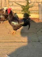 Australorp mooie haan, Dieren en Toebehoren, Pluimvee, Mannelijk, Kip