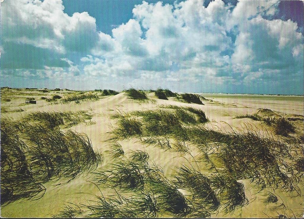 Nederland de duinen gelopen Ansichtkaart (A1 ), Verzenden, 1980 tot heden, Gelopen