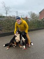 Berner  sennen kruising pups, 8 tot 15 weken, Geslacht onbekend, Groot, Meerdere