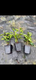 portugese laurier de lusitanica 20 cm, Ophalen of Verzenden, Laurier, 100 tot 250 cm