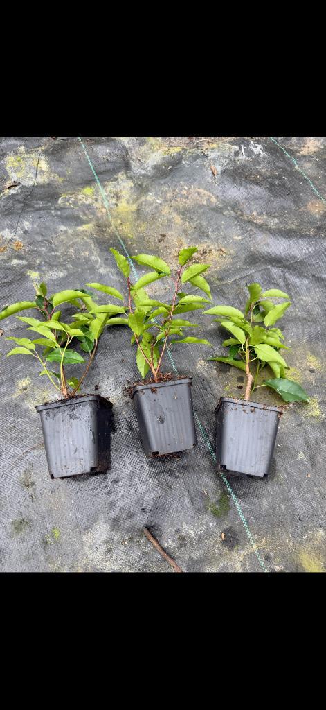portugese laurier de lusitanica 20 cm, Tuin en Terras, Planten | Struiken en Hagen, Laurier, 100 tot 250 cm, Ophalen of Verzenden