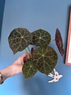 Begonia Goegoensis, Ophalen of Verzenden, Halfschaduw, Minder dan 100 cm