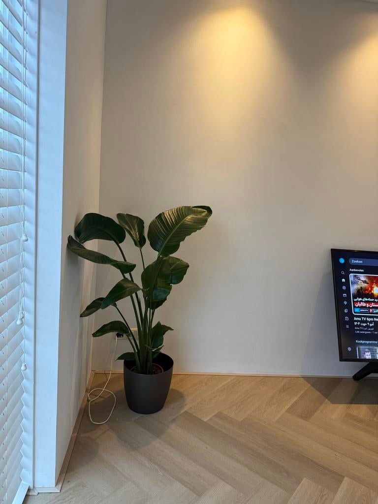 Plant, Tuin en Terras, Planten | Bomen, Ophalen of Verzenden, Volle zon, Overige soorten