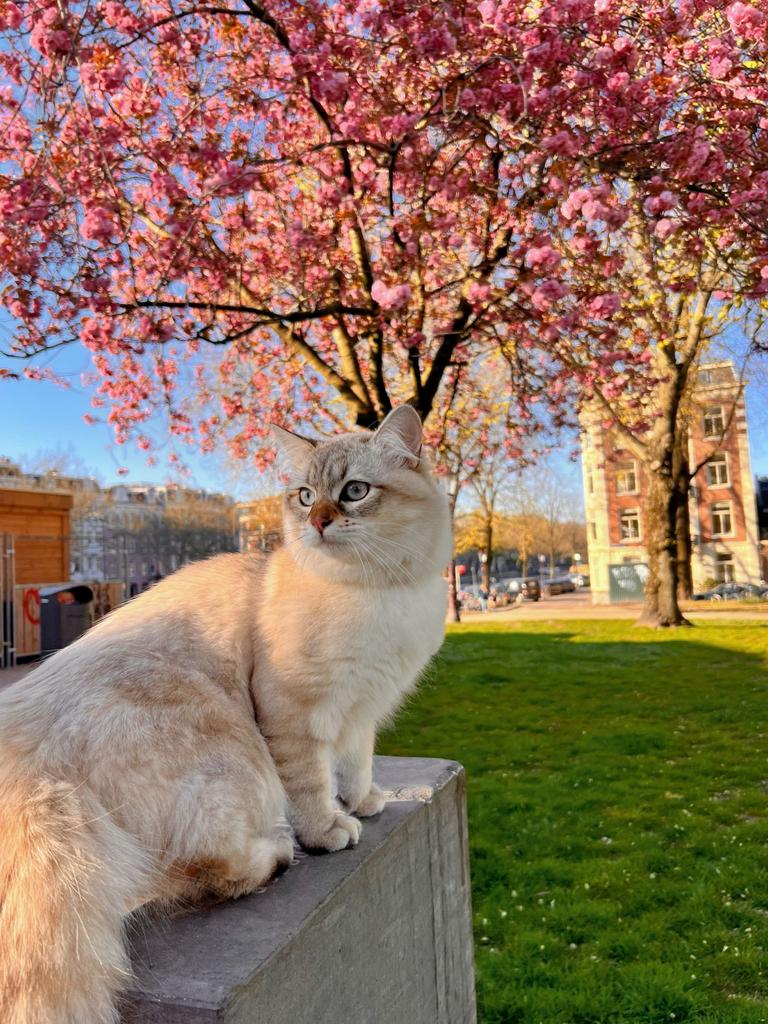 Siberian Neva Masquarade dekatter (he is NOT for SALE), Kater