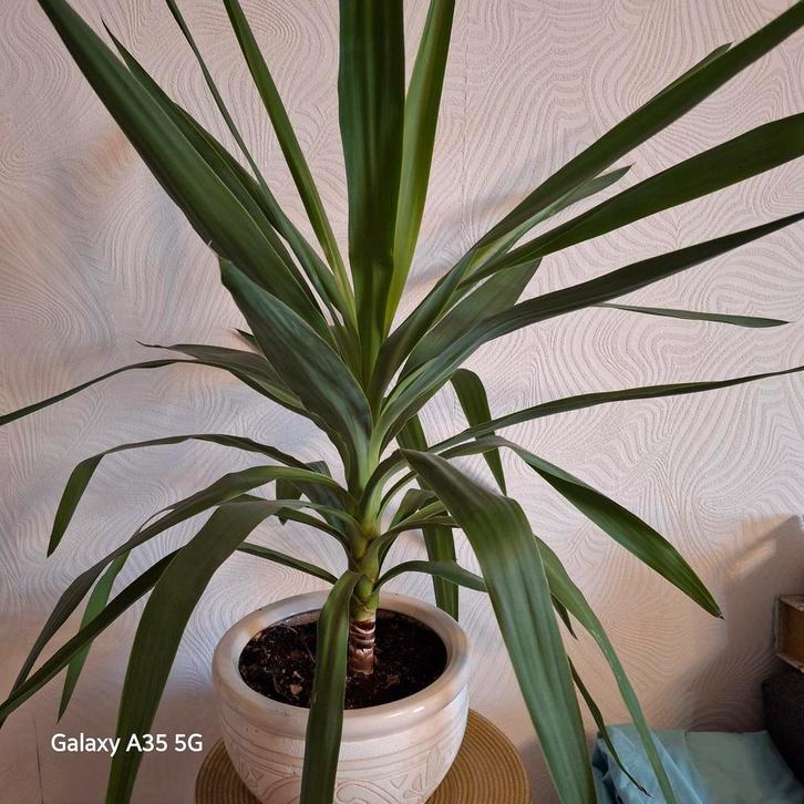 Yucca en Sansevieria planten, Huis en Inrichting, Kamerplanten, Minder dan 100 cm, Halfschaduw, Ophalen