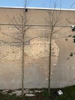 2 jonge groene beukenbomen - Gratis ophalen, Tuin en Terras, Planten | Bomen, Volle zon, Bloeit niet, 250 tot 400 cm, Overige soorten