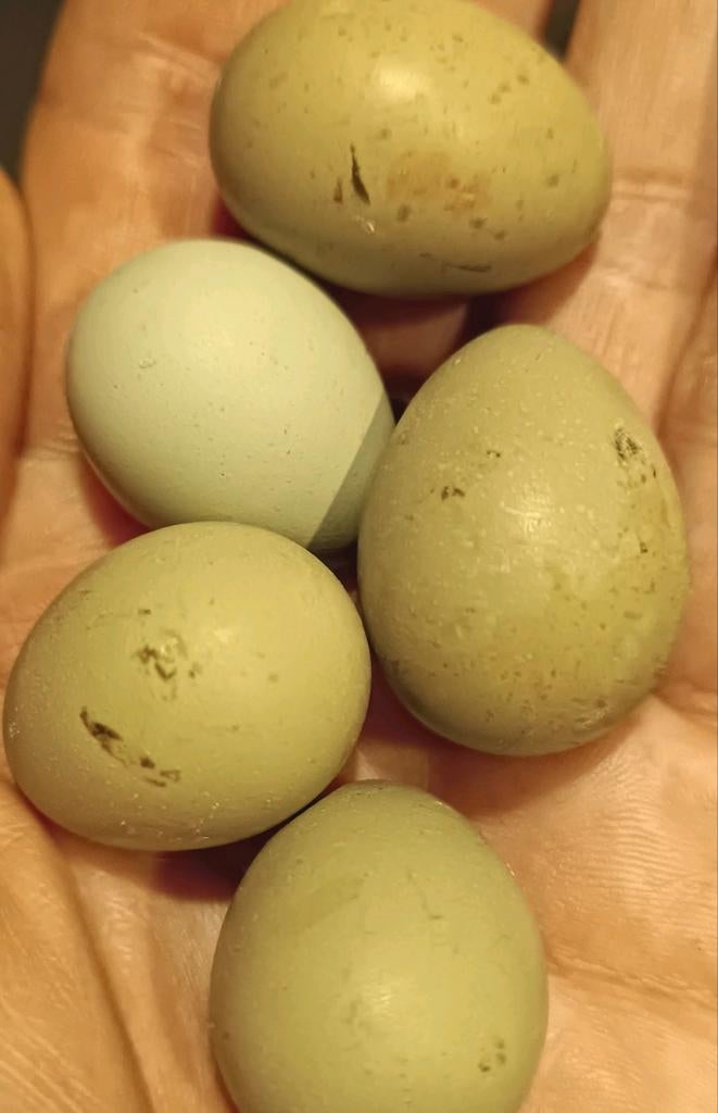 Broedeieren-kwarteleieren Chineese dwergkwartel, Dieren en Toebehoren, Geslacht onbekend, Overige soorten