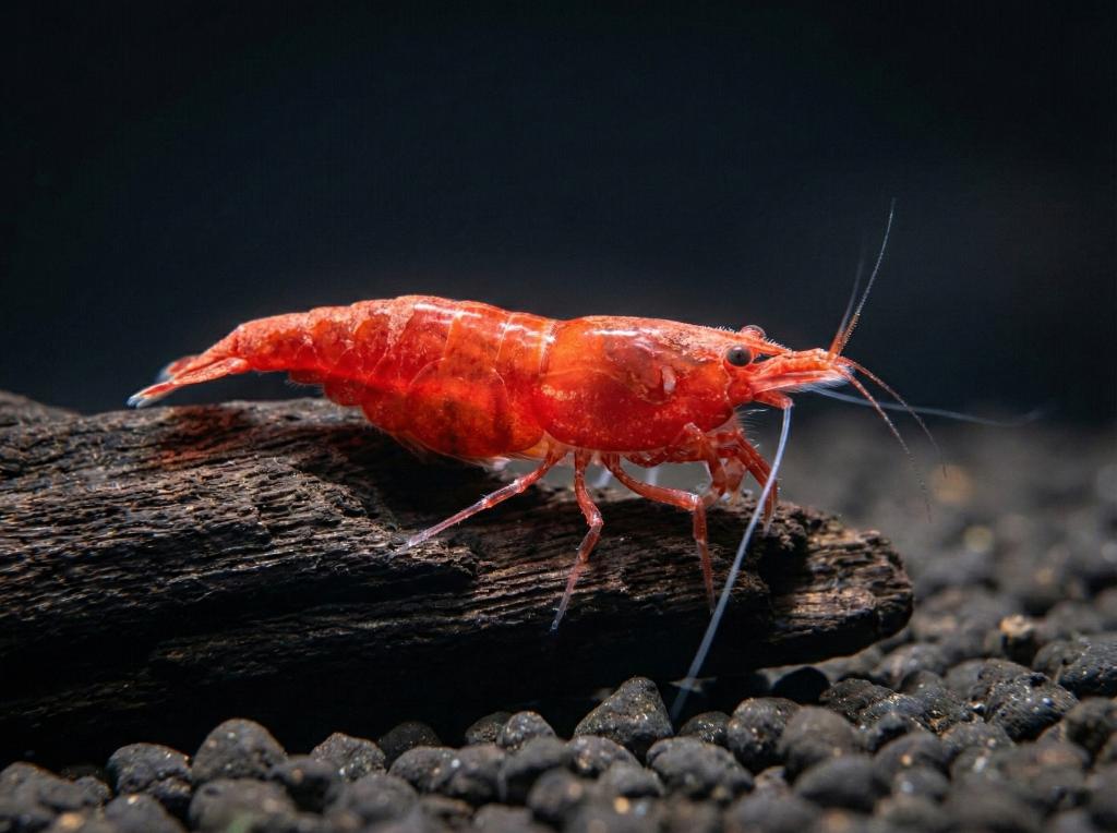 Bloody mary garnalen (Neocaridina), Kreeft, Krab of Garnaal, Zoetwatervis, Schoolvis