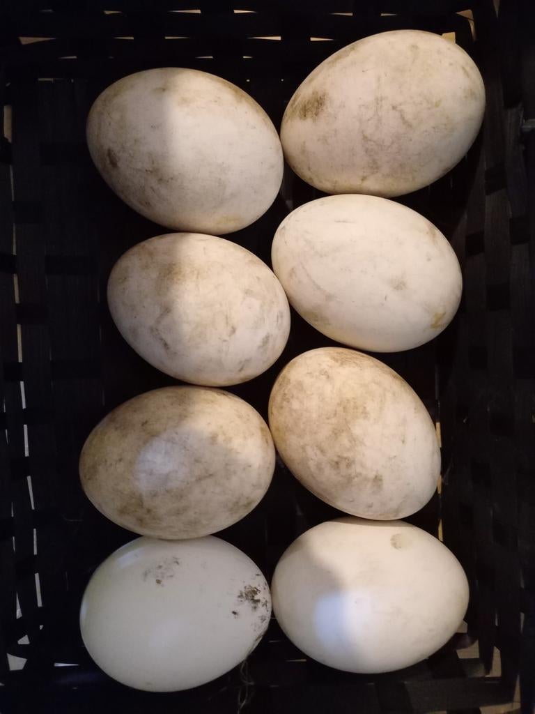 Twentse Landgans broedeieren, Dieren en Toebehoren, Geslacht onbekend, Gans of Zwaan