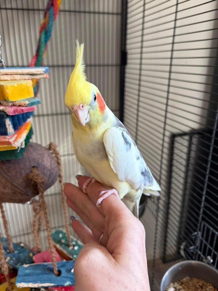 Valkparkiet, Dieren en Toebehoren, Vogels | Parkieten en Papegaaien, Meerdere dieren, Parkiet, Pratend