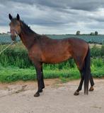 Div paarden zie advertentie lagere prijsklasse, Niet van toepassing, Dressuurpaard, 3 tot 6 jaar, 160 tot 165 cm