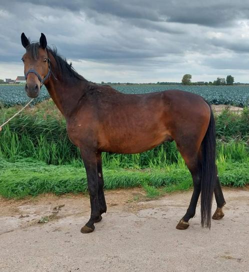Div paarden zie advertentie lagere prijsklasse, Dieren en Toebehoren, Paarden, Meerdere dieren, Niet van toepassing, 160 tot 165 cm