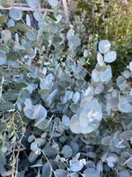 Eucalyptus takken // 7 september gesnoeid, Ophalen, Nieuw