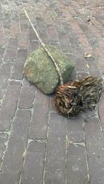 Steen en plant, Tuin en Terras, Planten | Tuinplanten, Ophalen of Verzenden, Zomer, Volle zon