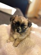 tibetaans pekineesje, CDV (hondenziekte), 8 tot 15 weken, Teef, Eén hond