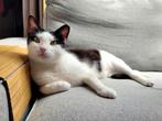 Karaktervolle kat zoekt een eigen stulpje, Dieren en Toebehoren, Katten en Kittens | Overige Katten, Poes, Kortharig, 3 tot 5 jaar