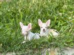 Super mooie mini  chihuahua reutjes beschikbaar, Dieren en Toebehoren, Honden | Chihuahua's en Gezelschapshonden, Reu, CDV (hondenziekte)